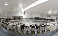 80 Cow Rotary Milking Parlor with Extrutech Panels on Walls and Ceiling